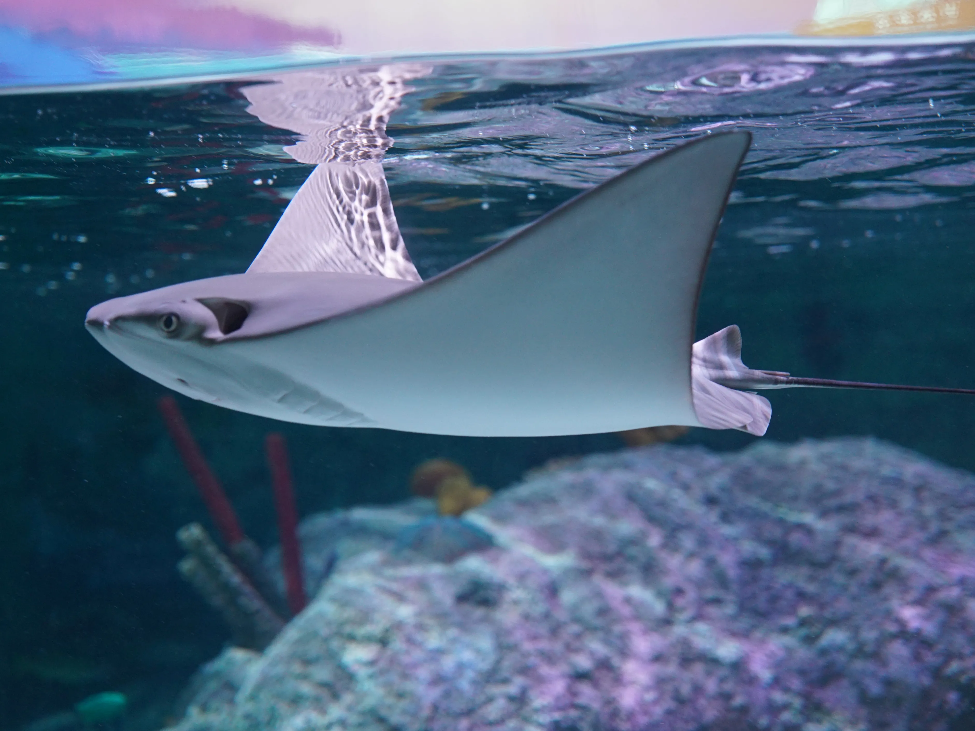 ウシバナトビエイ