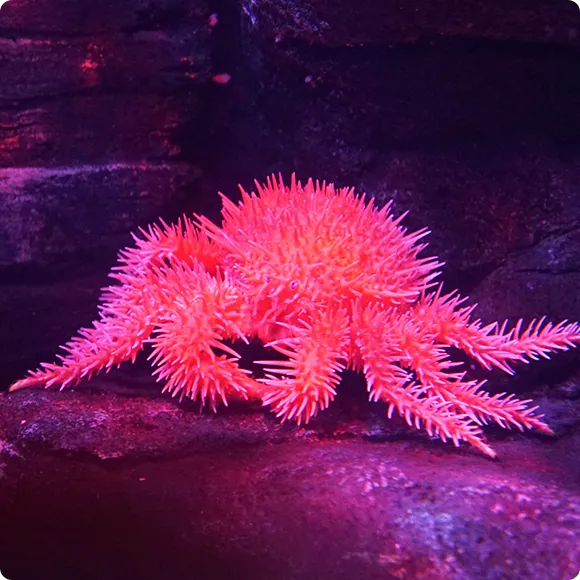 いきもの図鑑 イメージ