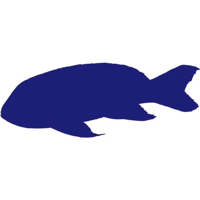 スミレナガハナダイ