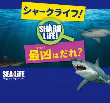 シャークライフイベントビジュアル