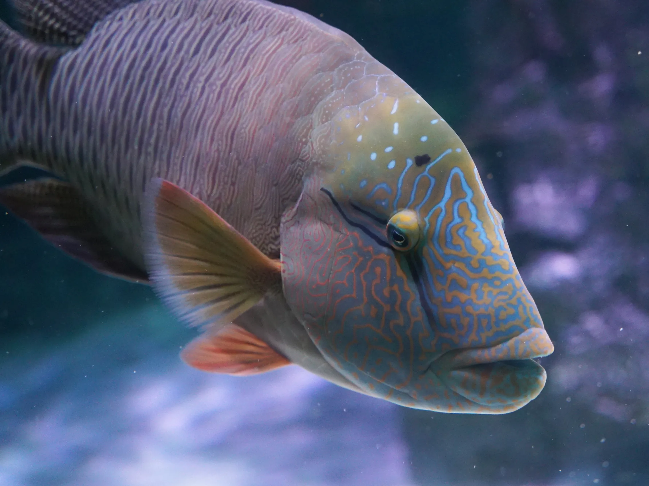 波紋唇魚(蘇眉)