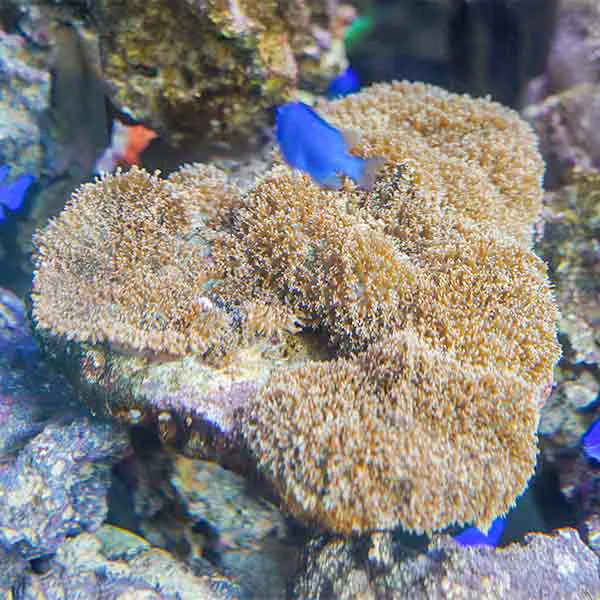 大象耳香菇珊瑚